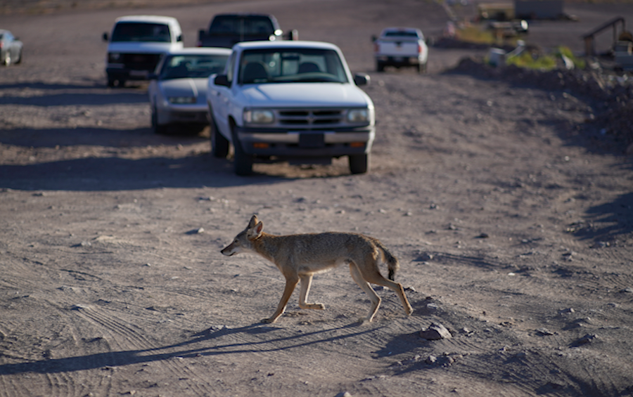 A coyote walks across dry land that was once under the water of Lake Mead near Hemenway Harbor at the Lake Mead National Recreation Area, Monday, July 4, 2022, in Boulder City, Nev.