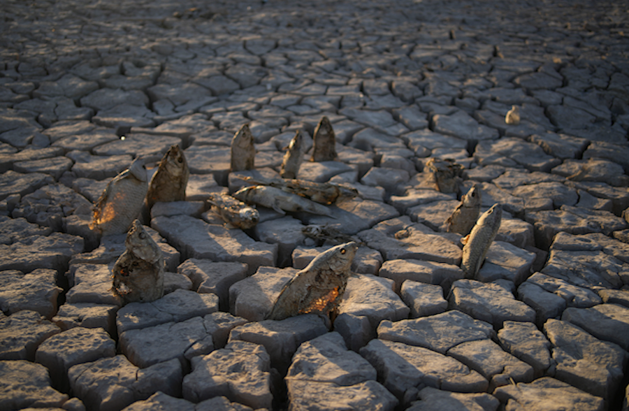 Dead and desiccated fish arranged by a visitor to the Lake Mead National Recreation Area stick out of cracked mud Tuesday, June 28, 2022, near Boulder City, Nev. The area, once under the waters of Lake Mead, dried up as water levels dropped.